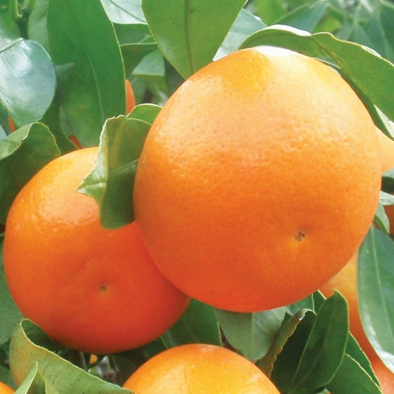 Citrus mandarin 'Okitsu Wase' Citrus mandarin 'Okitsu Wase'