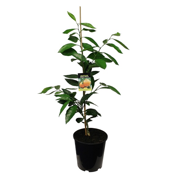 Citrus mandarin 'Okitsu Wase'