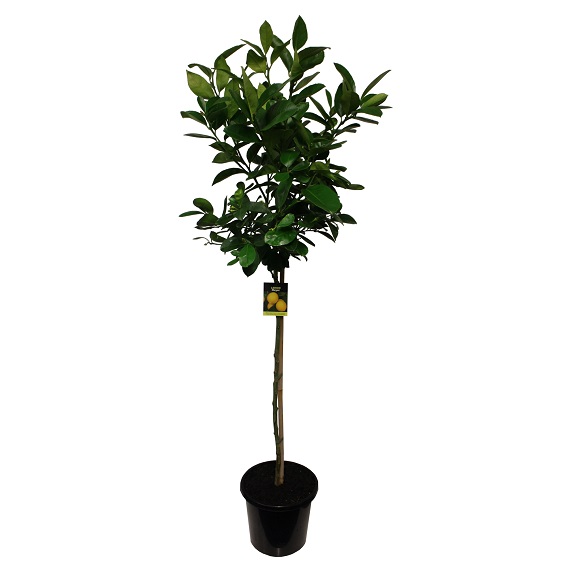 Citrus lemon 'Meyer' Std 0.9m