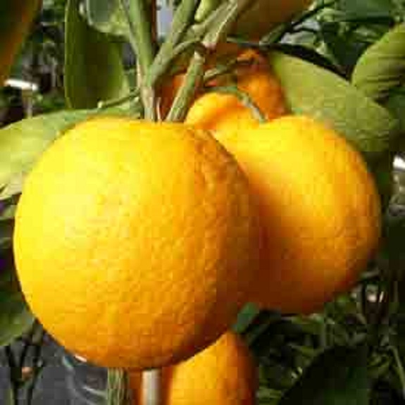 Citrus orange 'Lue Gim Gong' Citrus orange 'Lue Gim Gong'