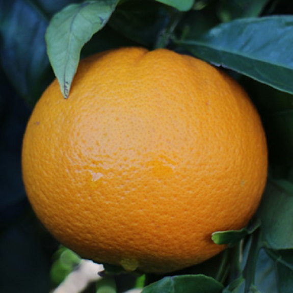 Citrus orange 'Navelina' Dwarf Citrus orange 'Navelina' Dwarf