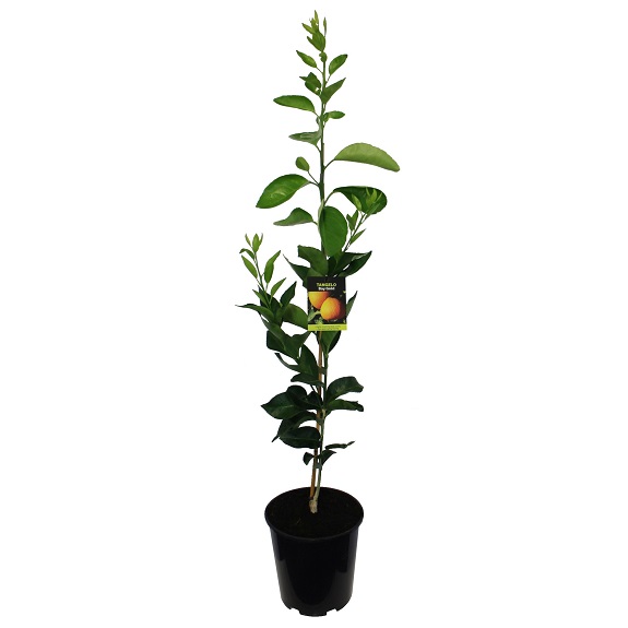 Citrus tangelo 'Bay Gold'