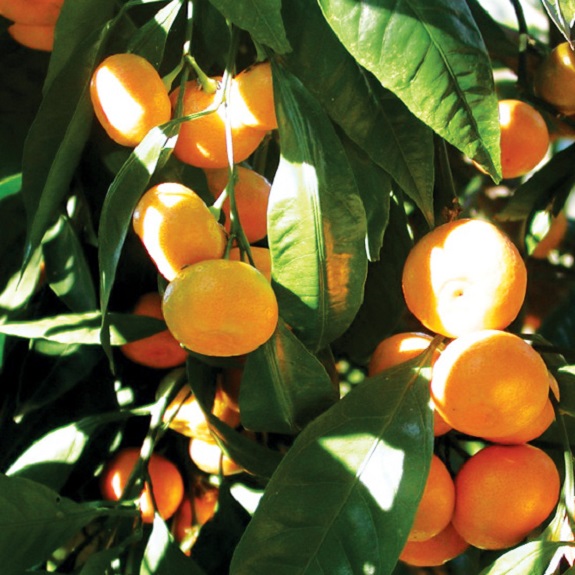 Citrus tangor 'Uglifruit' Citrus tangor 'Uglifruit'