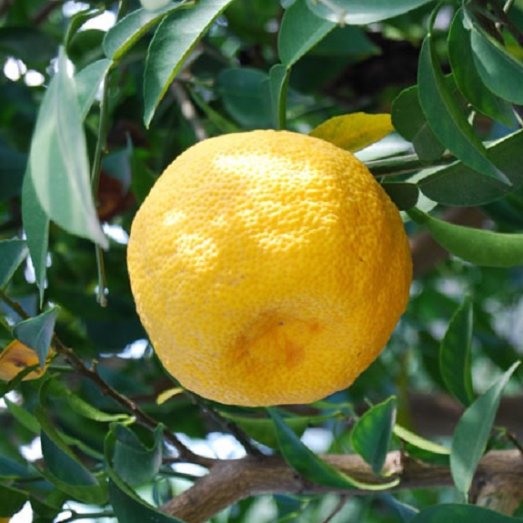 Citrus 'Yuzu' Citrus 'Yuzu'