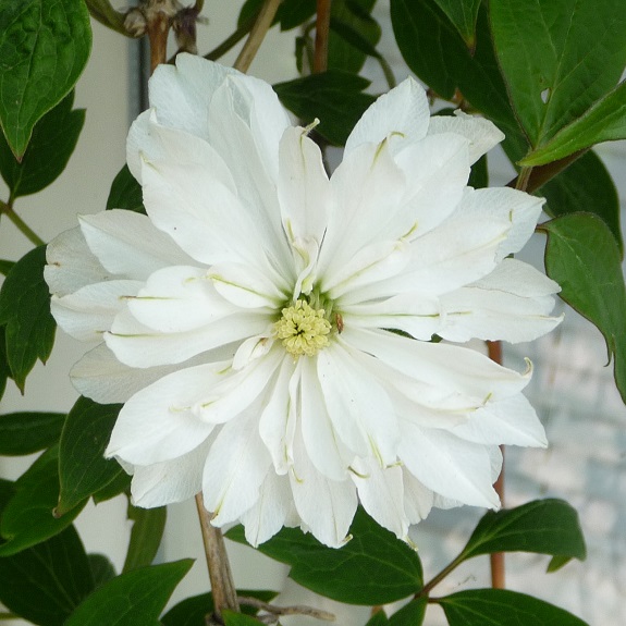 Clematis montana 'Double Delight' Clematis montana 'Double Delight'