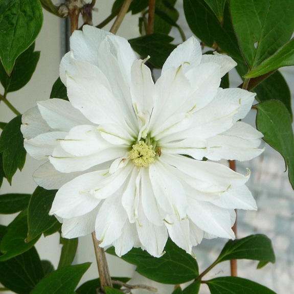 Clematis montana 'Double Delight'