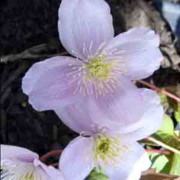Clematis montana 'Elizabeth' Clematis montana 'Elizabeth'