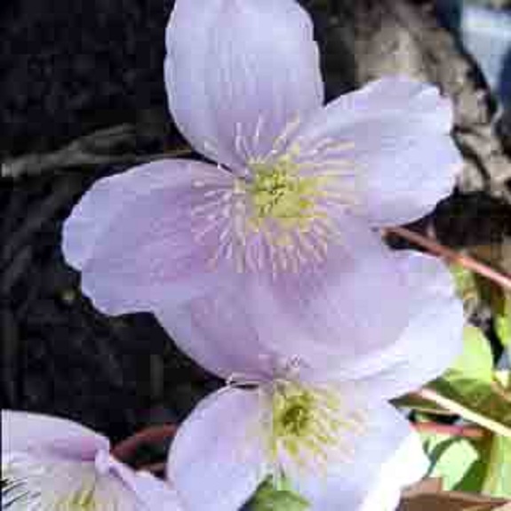 Clematis montana 'Elizabeth'