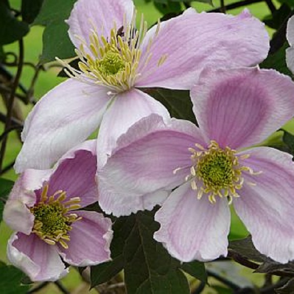 Clematis montana 'Giant Star' Clematis montana 'Giant Star'