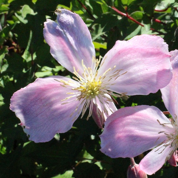 Clematis montana 'Pink Giant Star' Clematis montana 'Pink Giant Star'