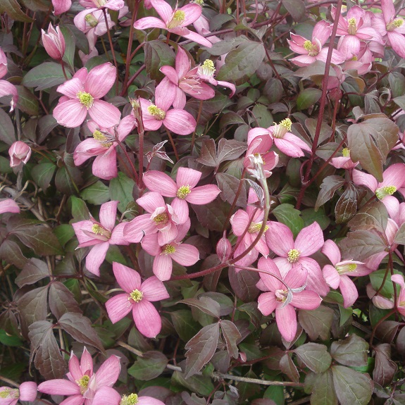 Clematis montana 'Ross's Star' Clematis montana 'Ross's Star'