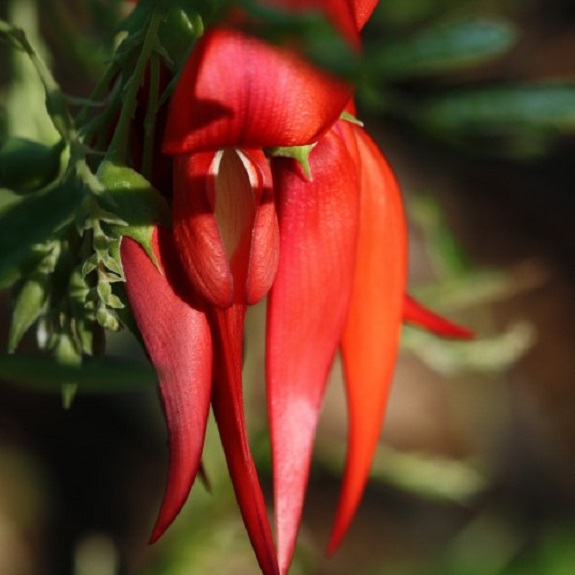 Clianthus puniceus rosea Clianthus puniceus rosea