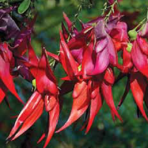 Clianthus 'Red Cardinal' Clianthus 'Red Cardinal'