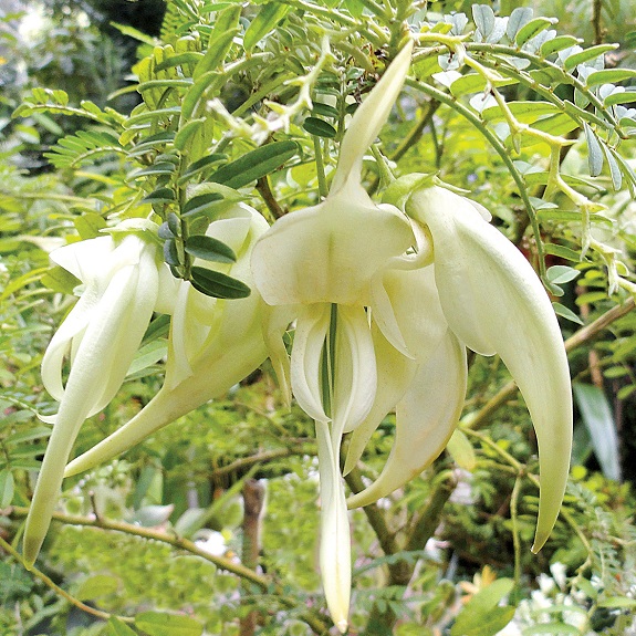 Clianthus 'White Heron' Clianthus 'White Heron'