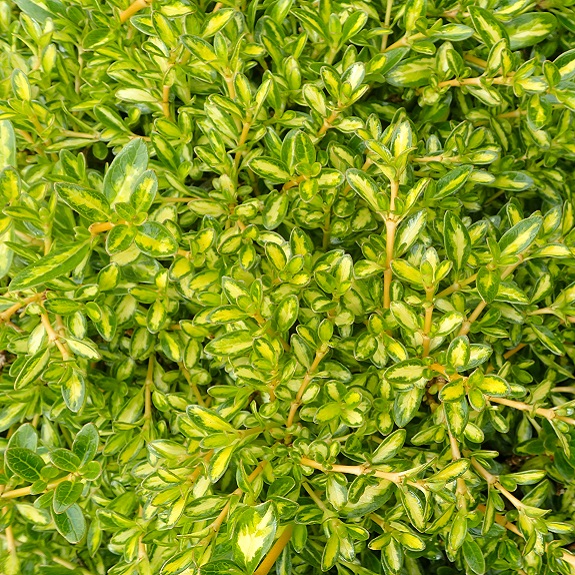 Coprosma 'Kiwi Gold'