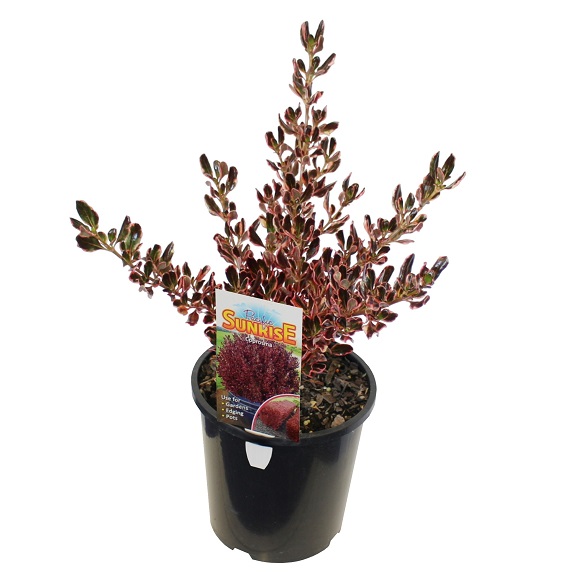 Coprosma 'Pacific Sunrise'