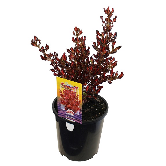 Coprosma 'Pacific Sunset'