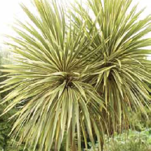 Cordyline australis 'Albertii'