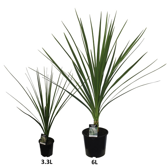 Cordyline australis