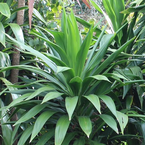 Cordyline 'Broadsword' Cordyline 'Broadsword'
