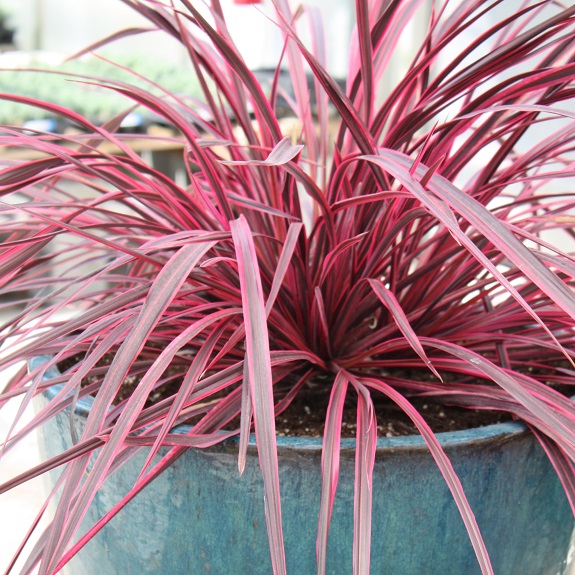 Cordyline 'Raspberry Fountain' Cordyline 'Raspberry Fountain'