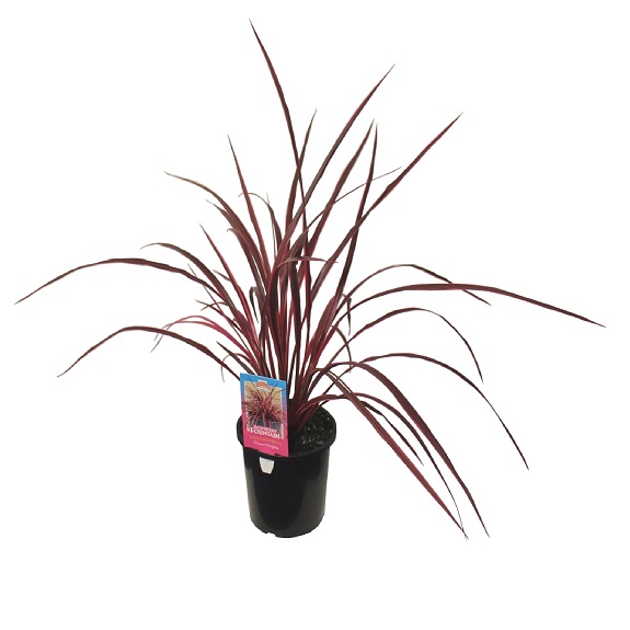 Cordyline 'Raspberry Fountain'