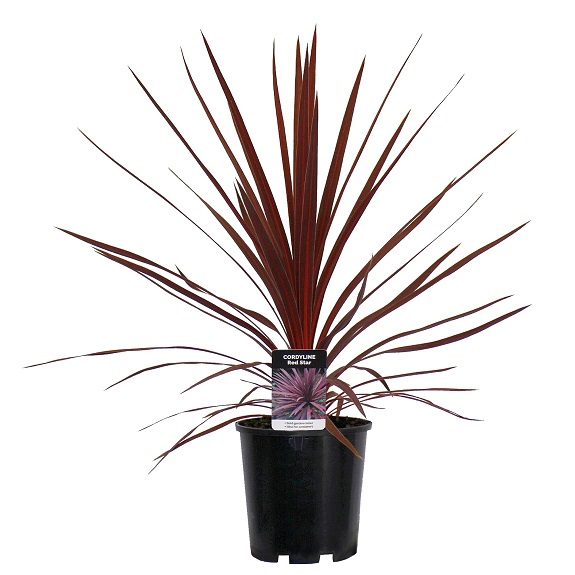 Cordyline 'Red Star'