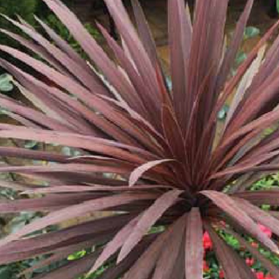 Cordyline 'Red Star' Cordyline 'Red Star'