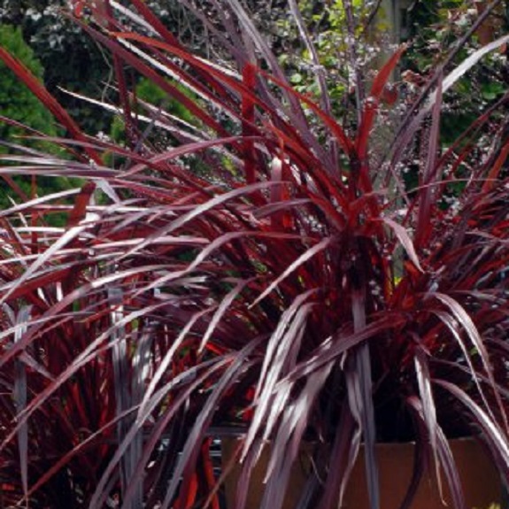 Cordyline 'Red Fountain' Cordyline 'Red Fountain'