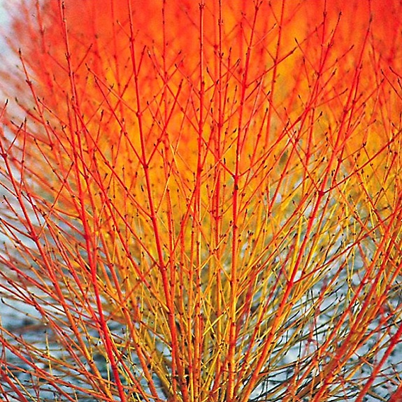 Cornus sanguinea 'Midwinter Fire' Cornus sanguinea 'Midwinter Fire'