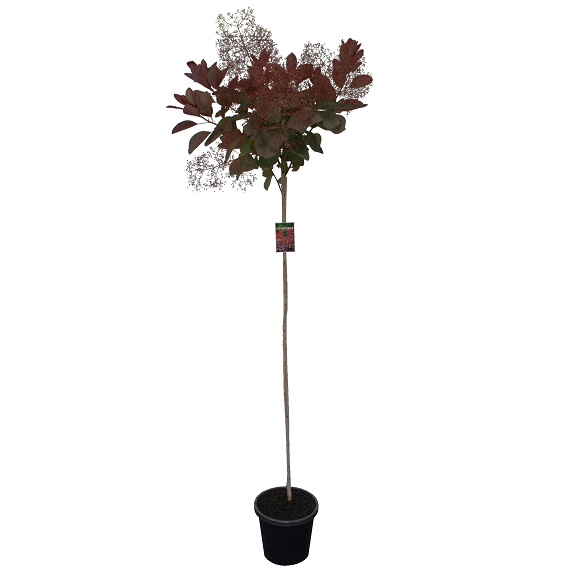 Cotinus 'Grace' Standard