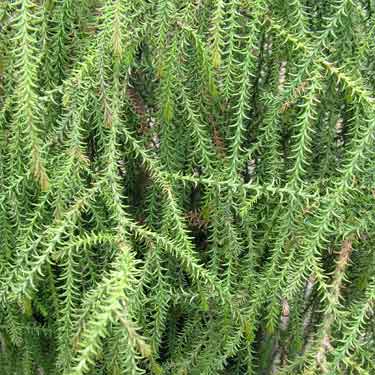 Dacrydium cupressinum