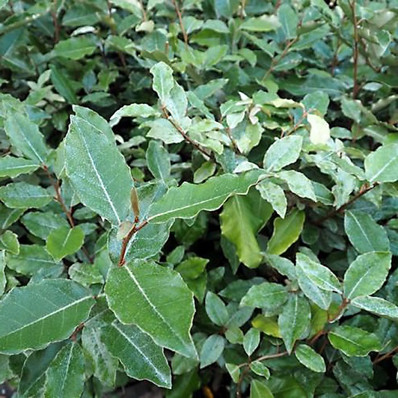 Elaeagnus x ebbingei 1.2m Std