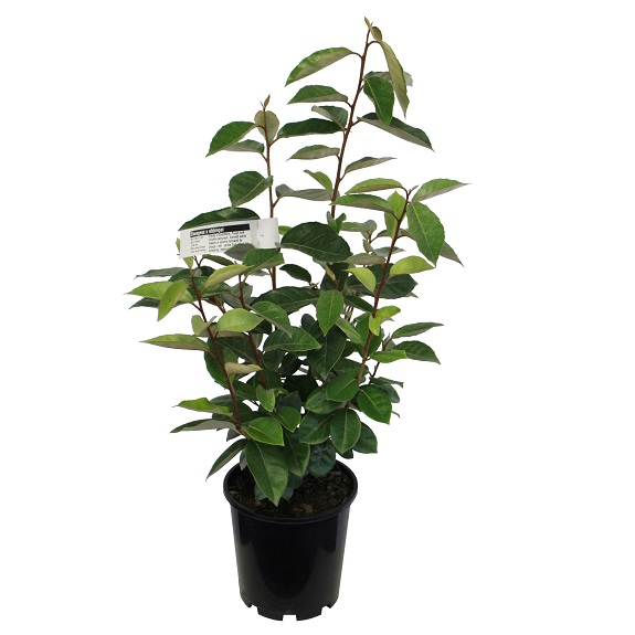 Elaeagnus x ebbingei