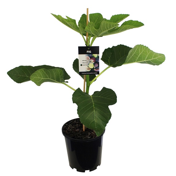 Ficus 'Ventura'