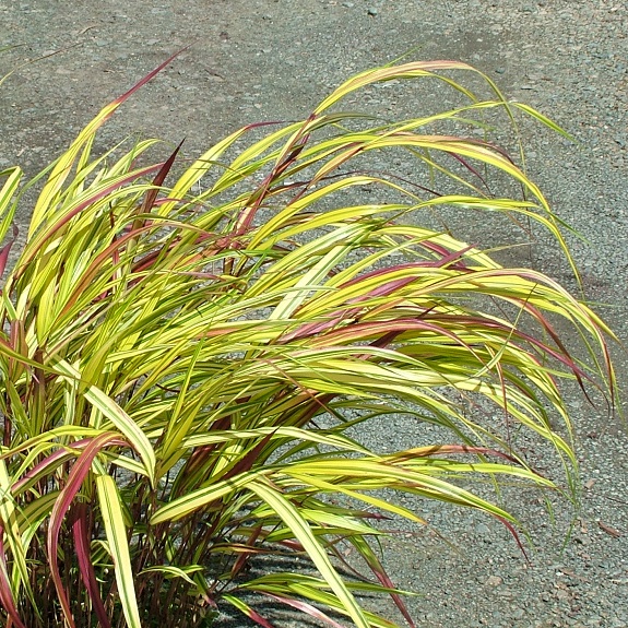 Hakonechloa macra 'Aureola'