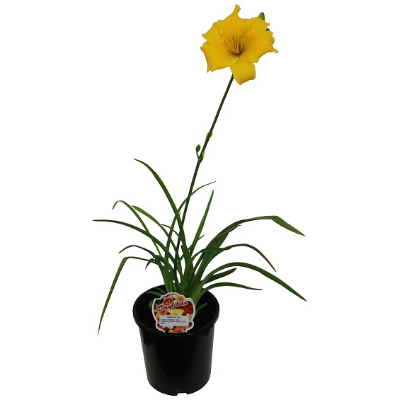 Hemerocallis 'Stella de Oro'