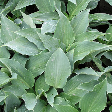 Hosta 'Blue Wedgwood'