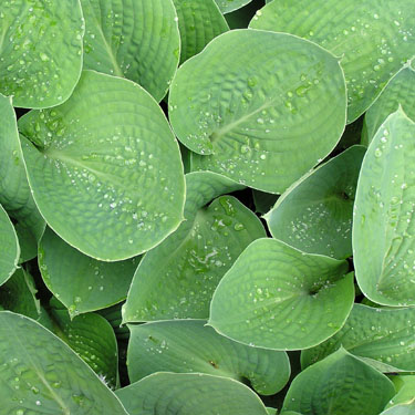 Hosta 'Bressingham Blue'