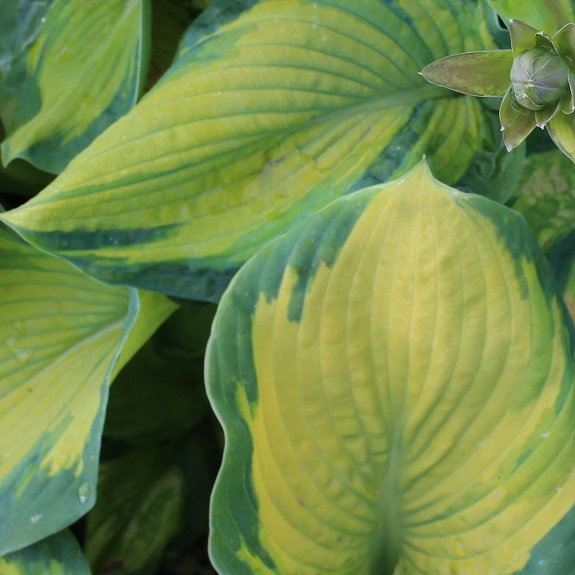 Hosta 'Color Glory'