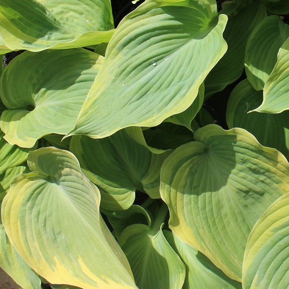 Hosta 'Earth Angel'