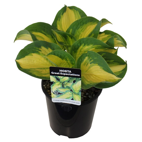 Hosta 'Great Expectations'