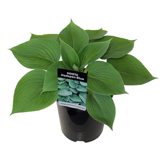 Hosta 'Hadspen Blue'