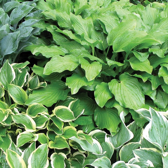 Hosta Mixed 2L