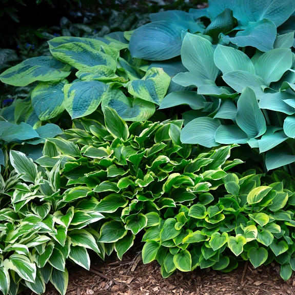 Hosta Mixed 2L Elite Varieties