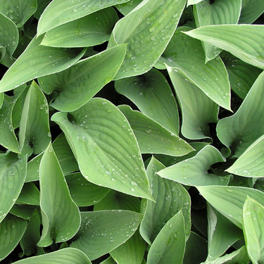 Hosta 'Nagaeto'