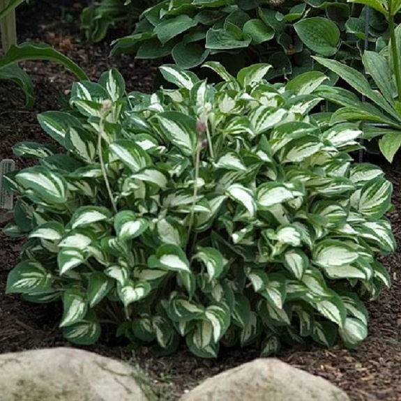 Hosta 'Pandora's Box'