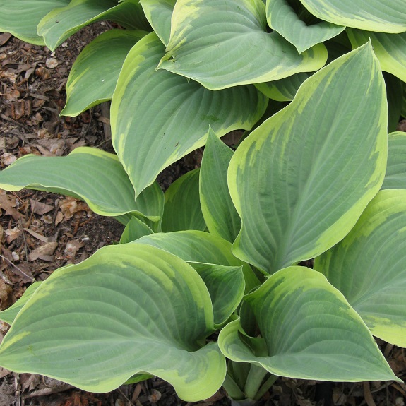 Hosta 'Regal Splendour'