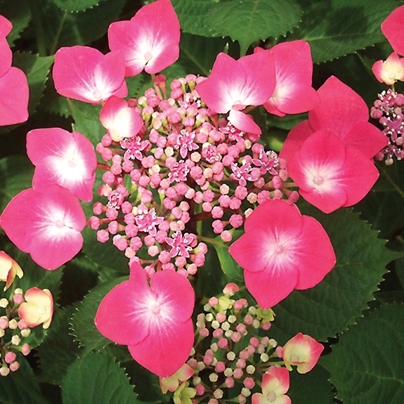 Hydrangea 'Geoffrey Chadbund'