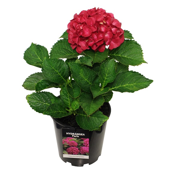 Hydrangea 'Paris'